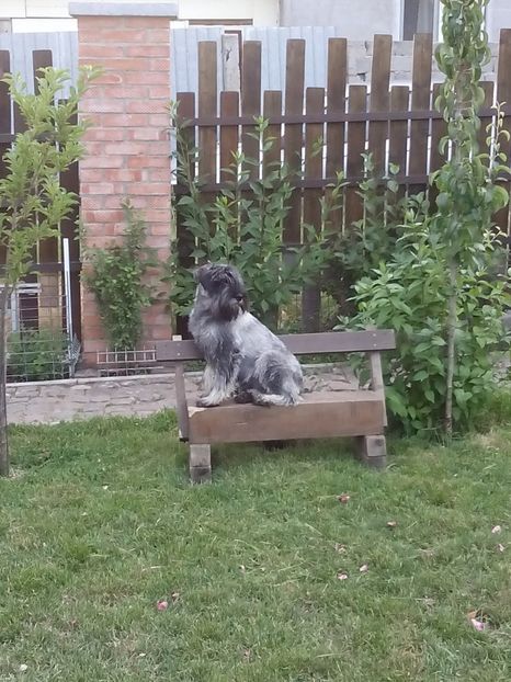 Haiduc - 003-schnauzeri standard