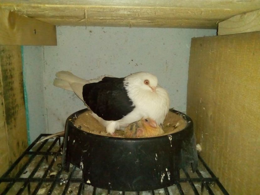 f.2017 - Jucatori galateni