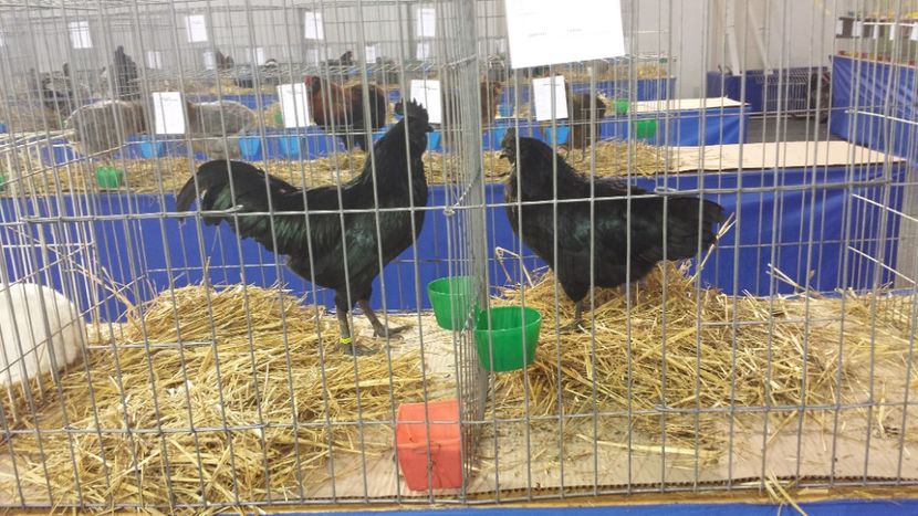  - ayam cemani