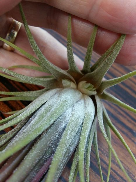  - 1Tillandsia