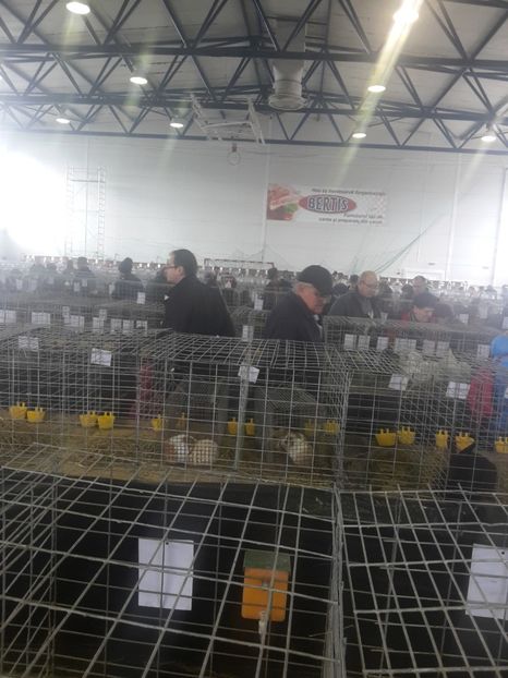 4 - Sfântu Gheorghe 2018