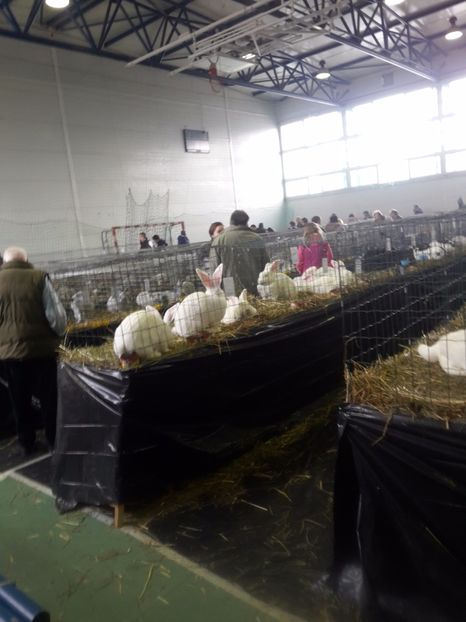 5 - Sfântu Gheorghe 2018