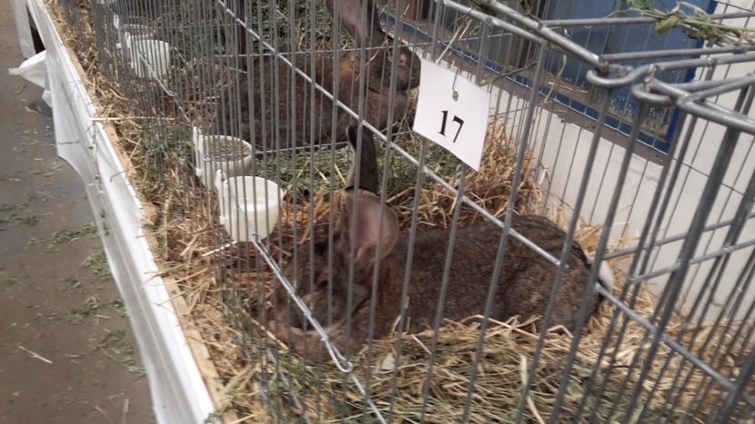 2 - Expozitia Nationala Baicoi 2017