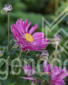 Anemone hup. Prinz Heinrich - Perene