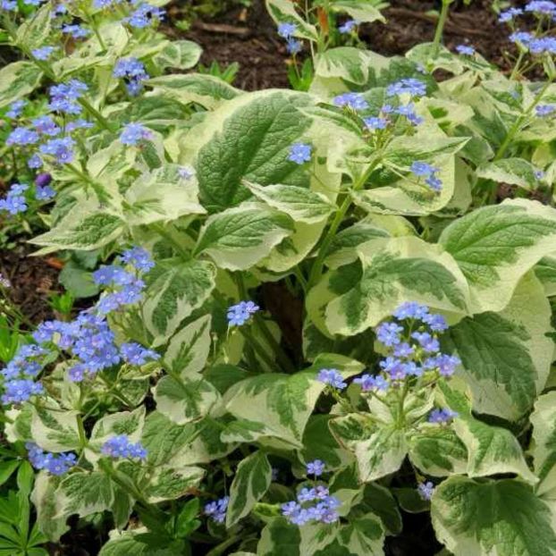 Brunnera-Variagata-595x595 - Perene