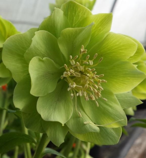 green-double-helleborus - Perene