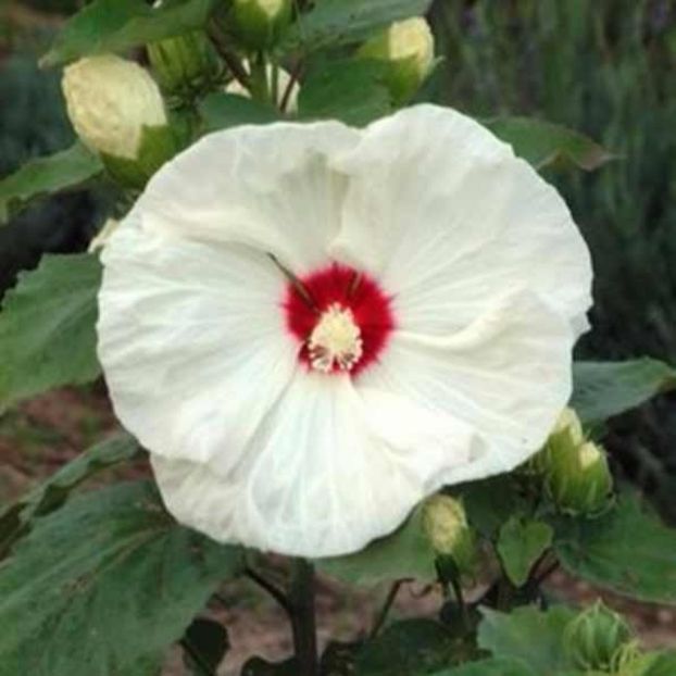 Hibiscus-Moscheutos-Old-Yella-595x595 - Perene