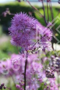 Thalictrum aquilegifolium - Perene