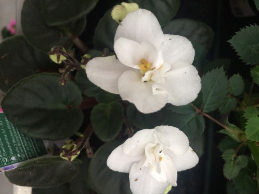 6.02.2018 - Expozitie de flori