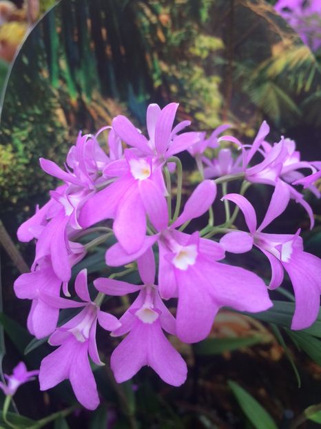 Oerstedella Centradenia „Panama“ - Expozitie de Orhidee
