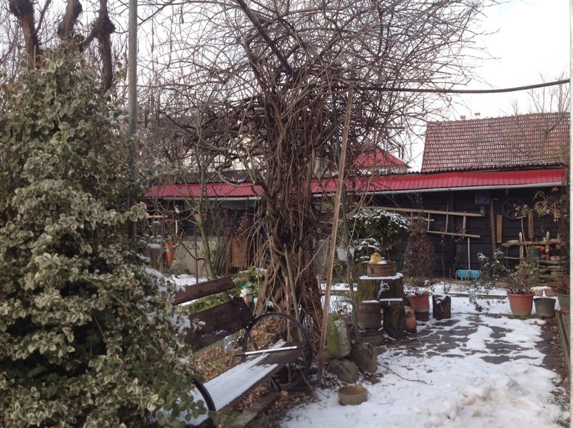  - Glicina 6 feb 2018