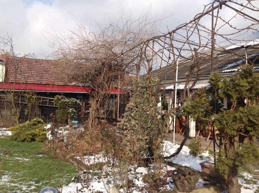  - Glicina 6 feb 2018