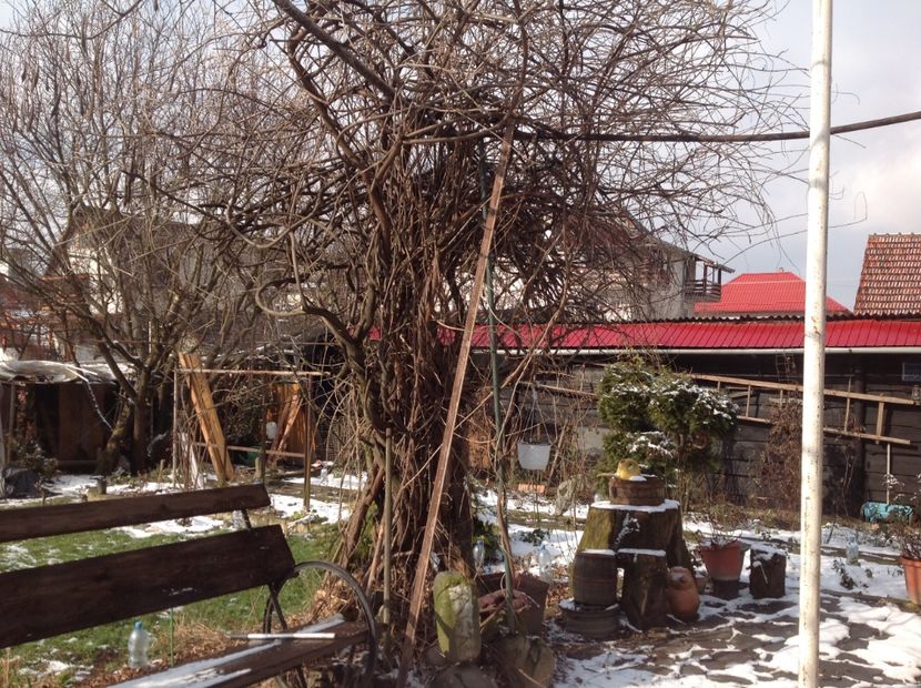  - Glicina 6 feb 2018