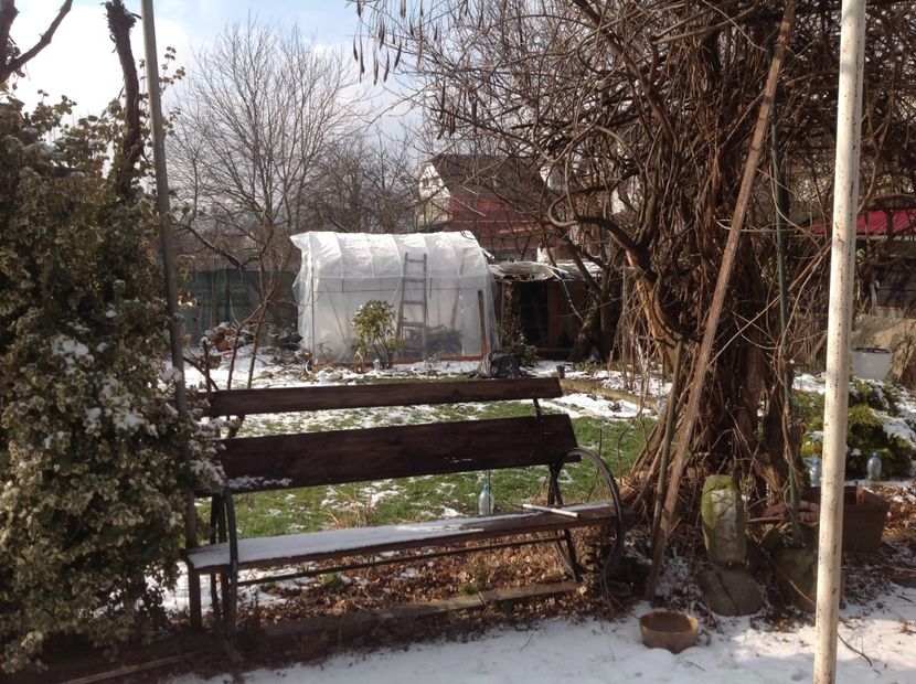  - Glicina 6 feb 2018