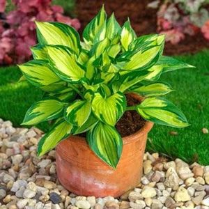 hosta Colored-Hulk - b Comenzi plante copaci 2018 2019