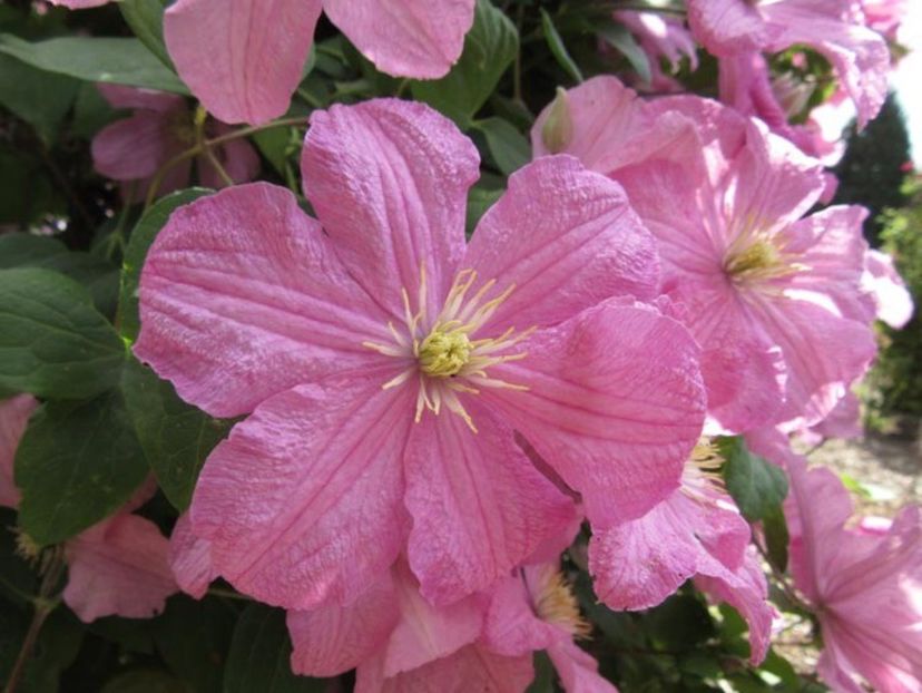 Clematis Comptesse de Bouchaud - b Comenzi plante copaci 2018 2019