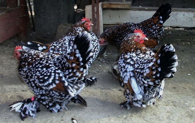 PICT5842 - 04- MII DE FLORI PORTELAN