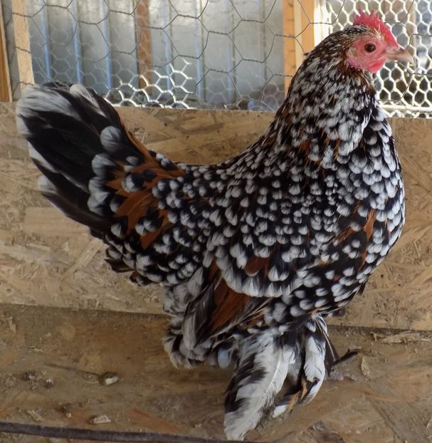  - 04- MII DE FLORI PORTELAN