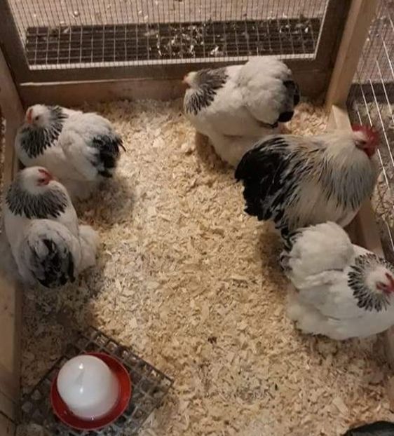  - 30_COCHINCHINA PITIC HERMINAT DESCHIS-2021