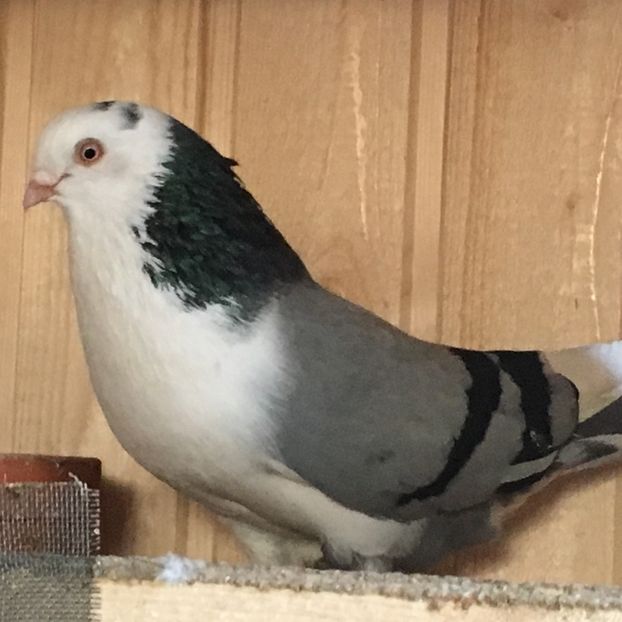 mascul - 2Jucatori de Galați 2018