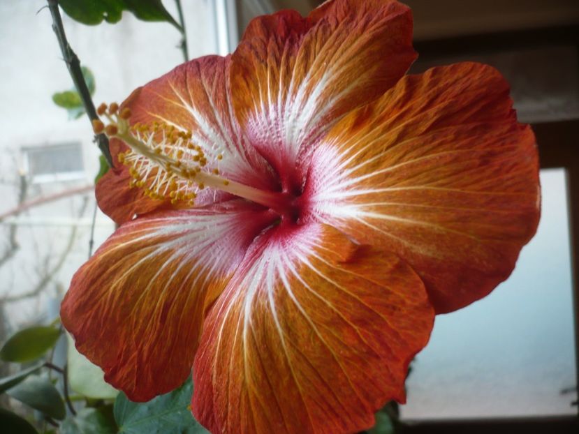 P1360175 - HIBISCUSI 2018-1