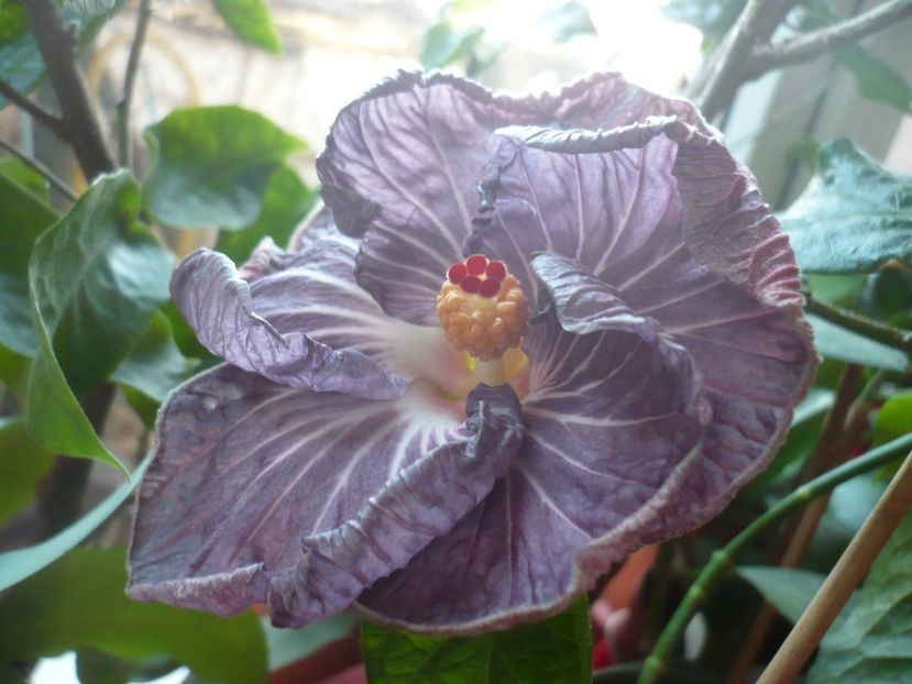 P1360178 - HIBISCUSI 2018-1