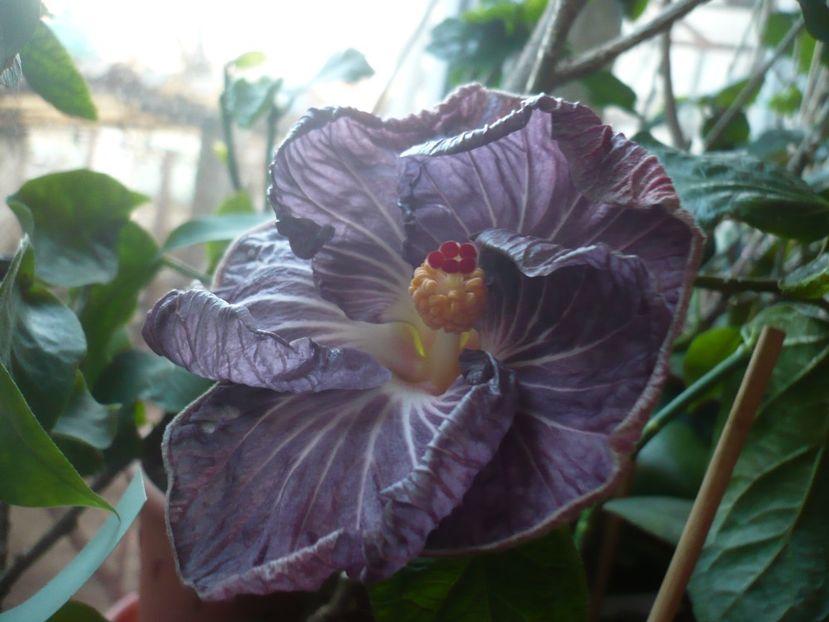 P1360179 - HIBISCUSI 2018-1