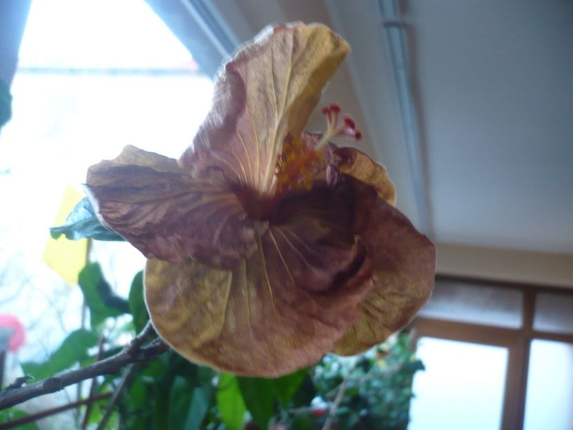 P1360185 - HIBISCUSI 2018-1