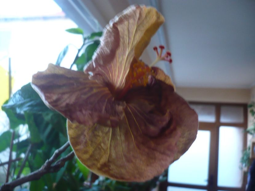P1360186 - HIBISCUSI 2018-1