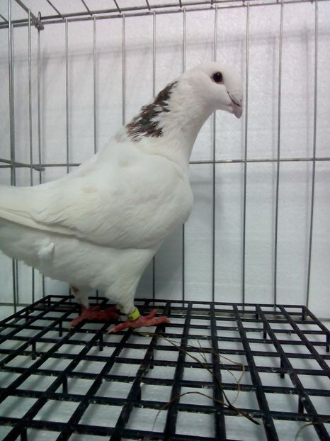 Mascul 2017 - Americani