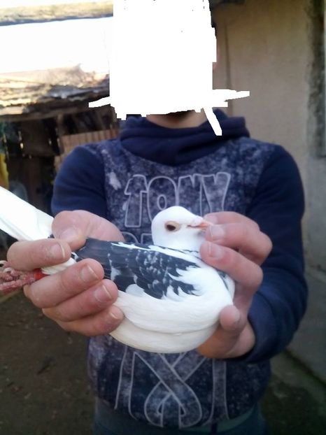 F 2017 Ucp 367979 - 5 au ramas 16 porumbei din 40