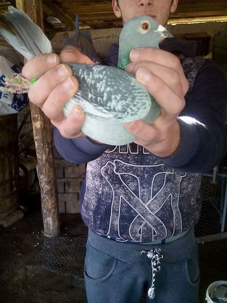 F 2014 1102224 Pingica - 5 au ramas 16 porumbei din 40