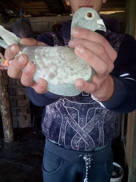 F 13 1353735 Zamfiroiu Alexandru - 5 au ramas 16 porumbei din 40