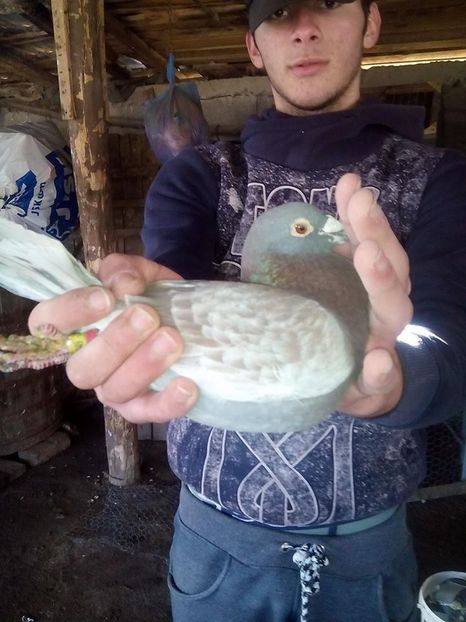 M 16 33949 Purcoi Ciprian - 5 au ramas 16 porumbei din 40