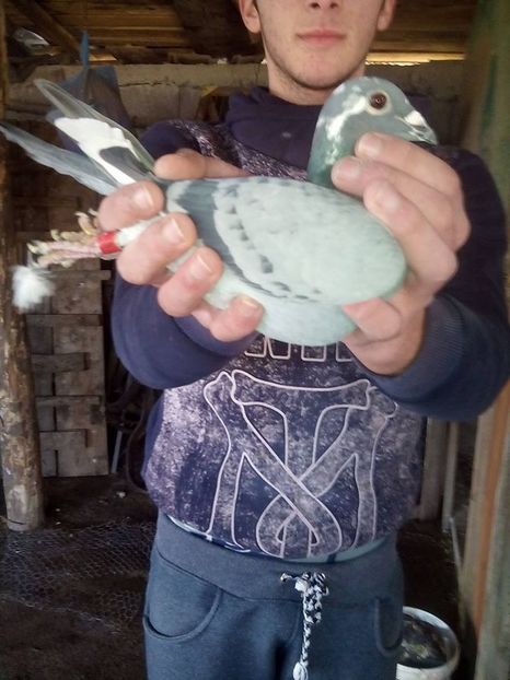 F 17 371238 - 5 au ramas 16 porumbei din 40