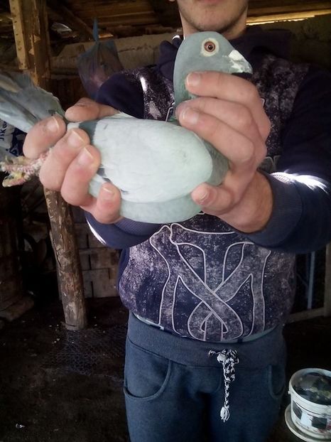 M 13 Purcoi Ciprian - 5 au ramas 16 porumbei din 40