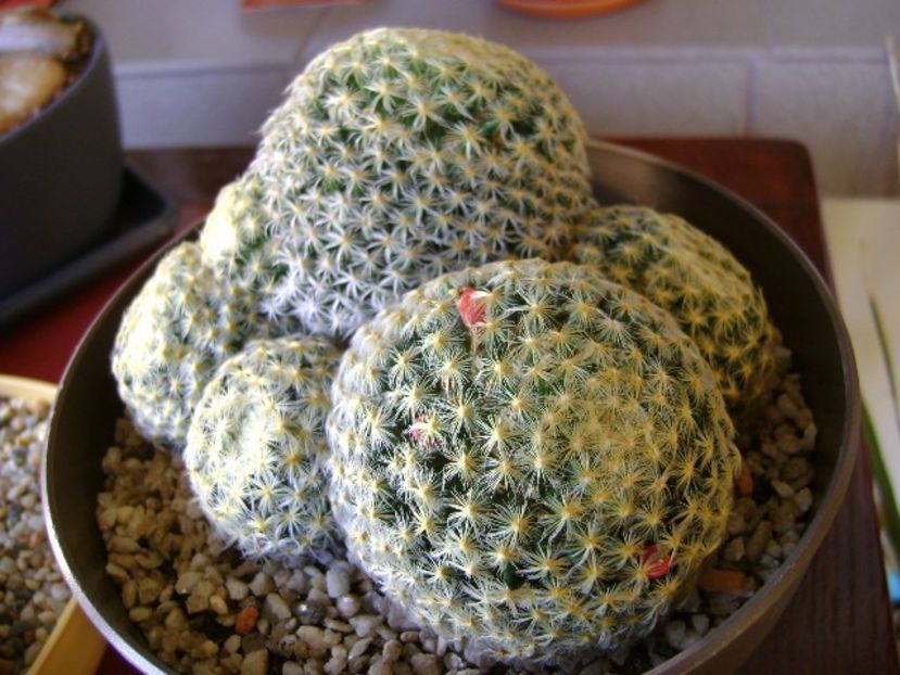 Mammillaria schiedeana - Cactusi 2018