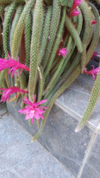 Cactus - Flori
