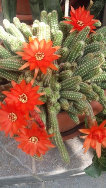 Cactus - Flori