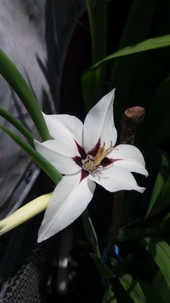 Acidanthera - Flori