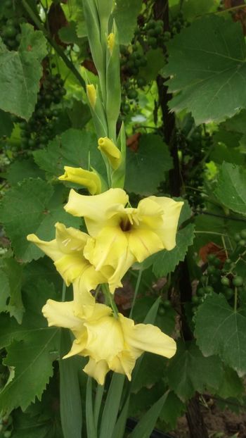 Gladiolă - Flori