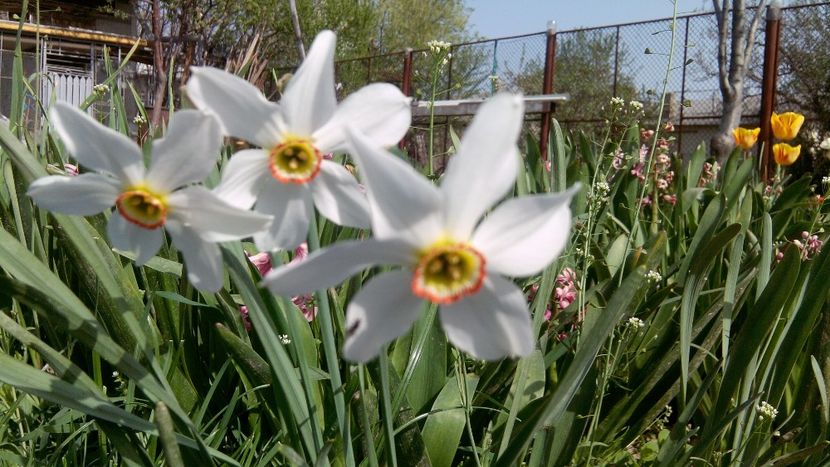 Narcise - Flori