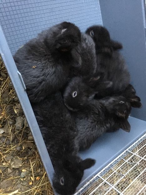 6 pui in 06.02.18 Deoarazitare cu Dectomax - 3 Cuib 06-01-2018 - 6 pui