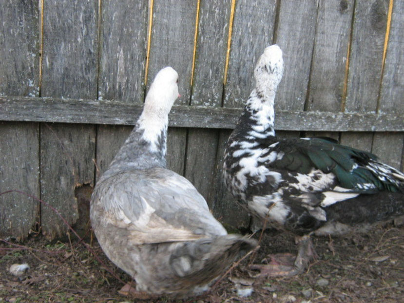  - rate lesesti-agroland