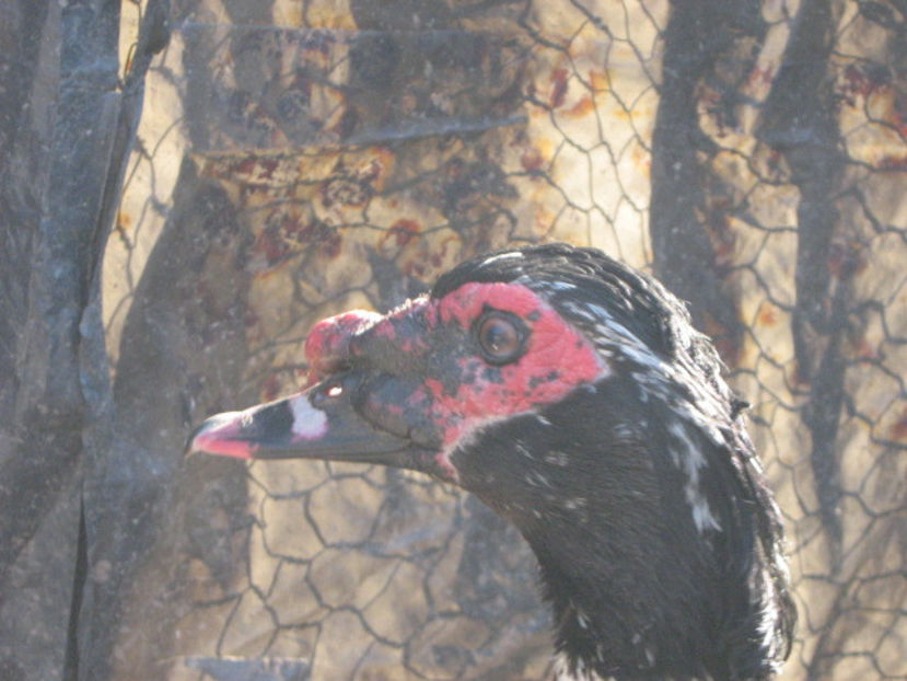  - rate lesesti-agroland