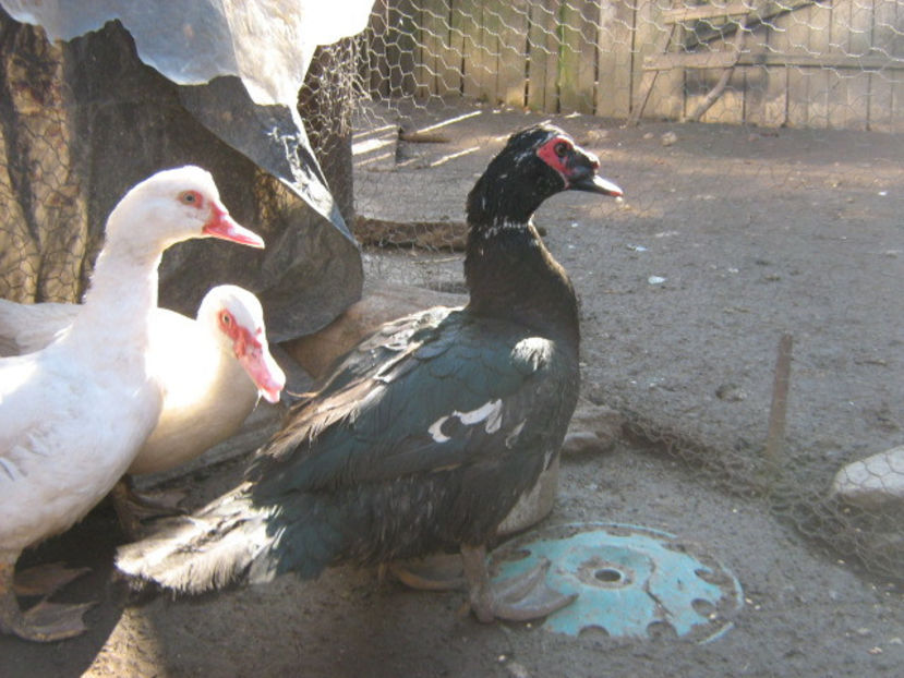  - rate lesesti-agroland