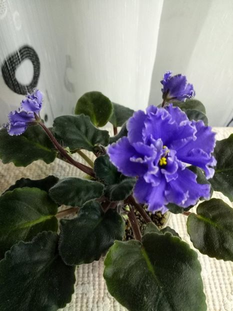 6 feb - ZZ Ruffled Skies