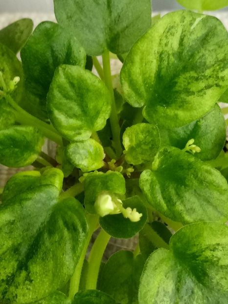 6 feb - Ramblin Silver