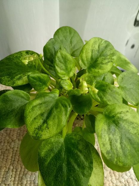 6 feb - Ramblin Silver