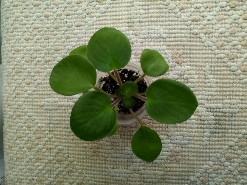 6 feb - ZZ Blue Tail Fly